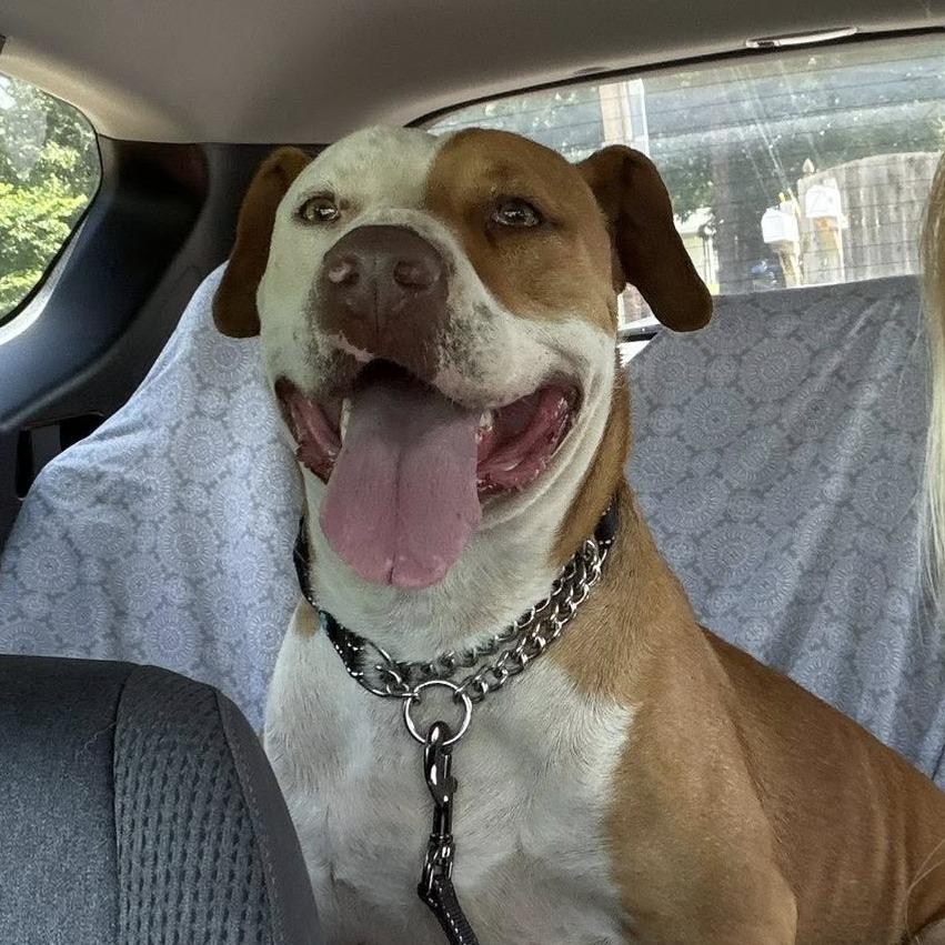 Enlarge Mylo *, a Adoptable mixed breed in Hackett, AR image 5/6