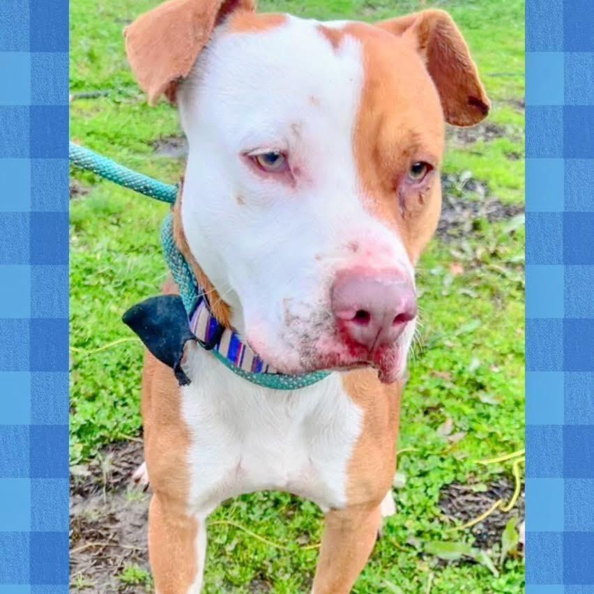 Enlarge Mylo, a Adoptable mixed breed in Hackett, AR image 2/3