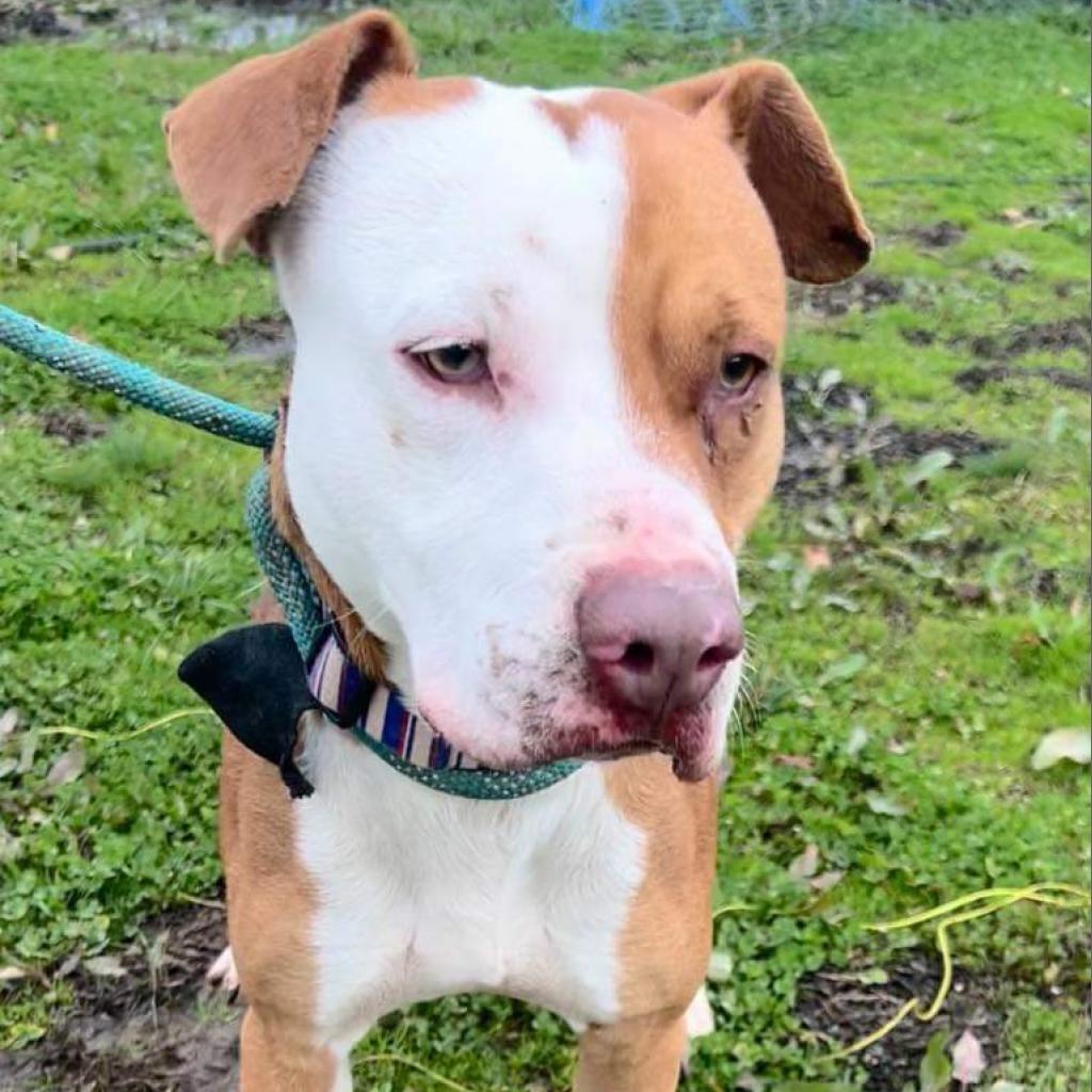 Enlarge Mylo, a Adoptable mixed breed in Hackett, AR image 3/3