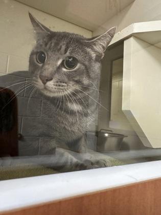 Lulo, Adoptable, Adult Male Domestic Short Hair & Domestic Short Hair.