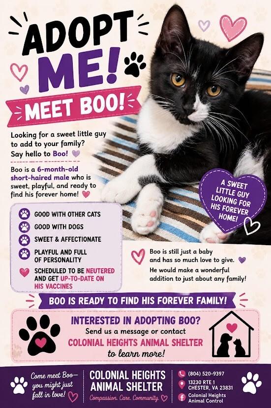 Boo, Adoptable, Adult Male Domestic Short Hair.