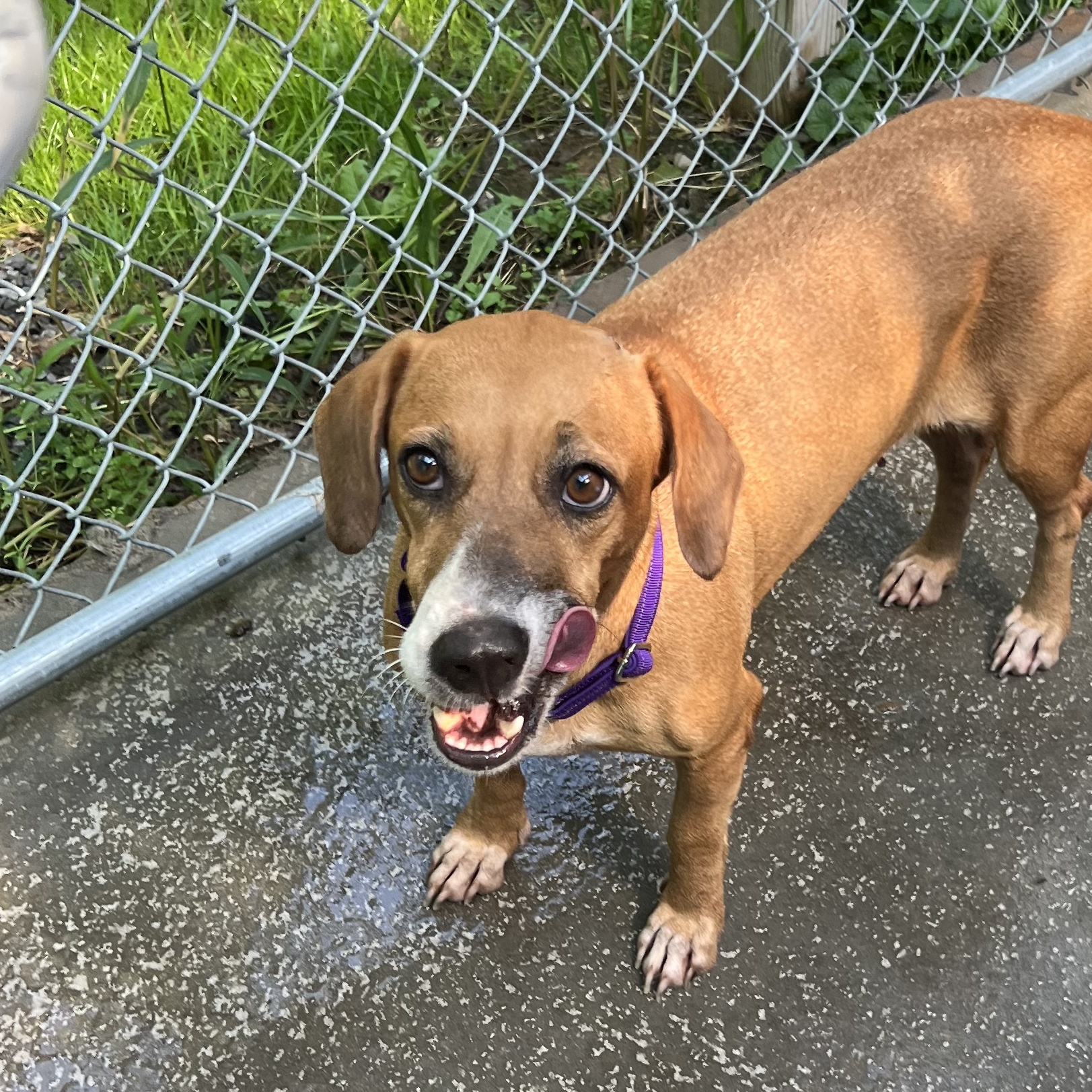 Dog for adoption Lucera, a Basset Hound Mix in Albion, NY Petfinder