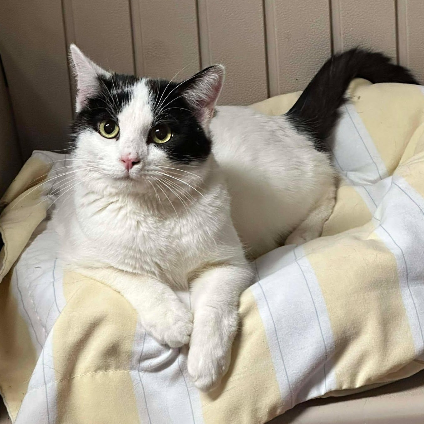 Enlarge Squall, an adopted Domestic Short Hair in Shippenville, PA image 4/5