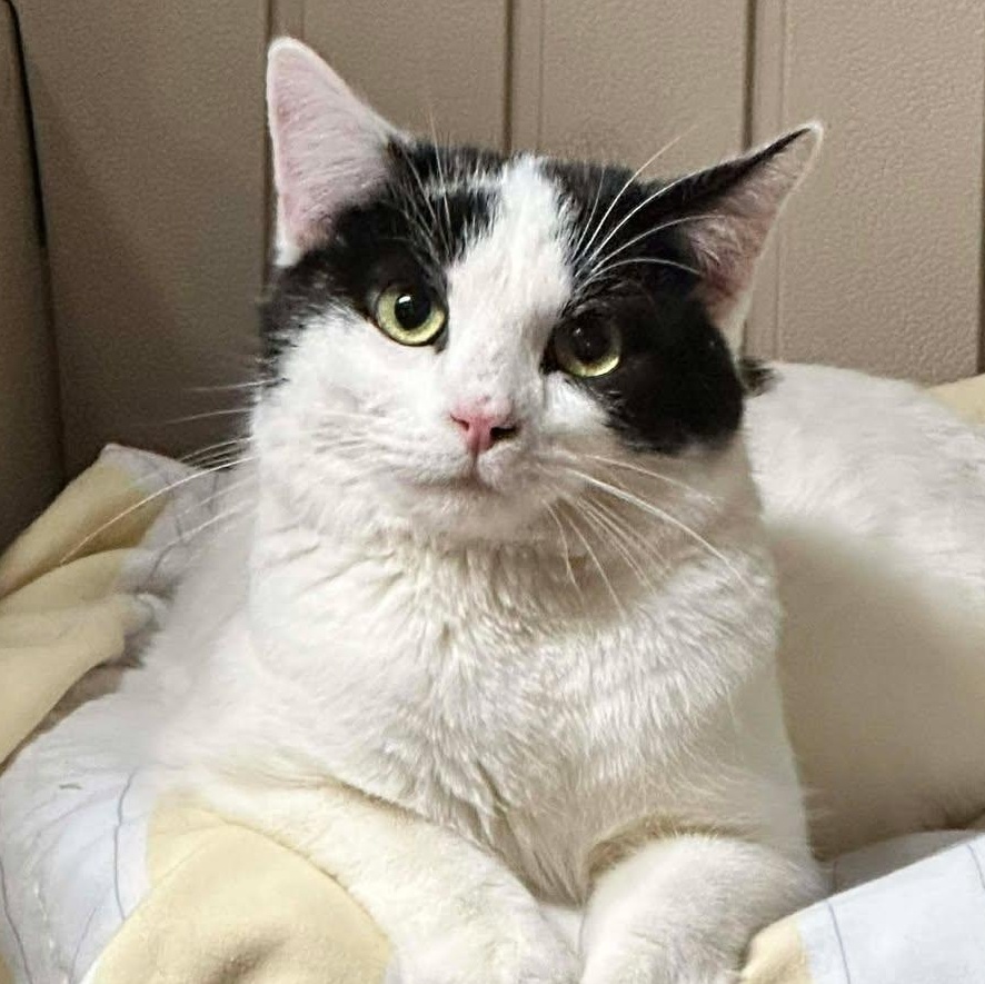 Squall, adopted, Young Male Domestic Short Hair.