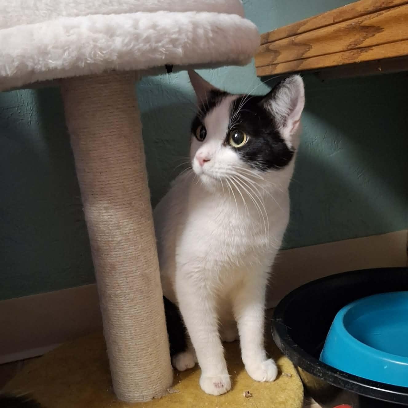 Enlarge Squall, an adopted Domestic Short Hair in Shippenville, PA image 5/5