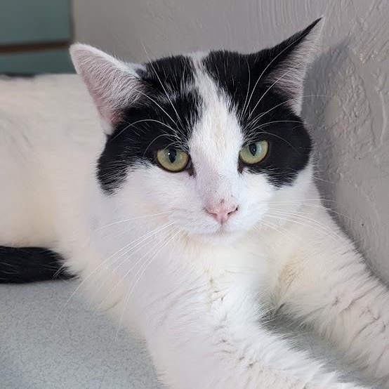 Enlarge Squall, an adopted Domestic Short Hair in Shippenville, PA image 2/5