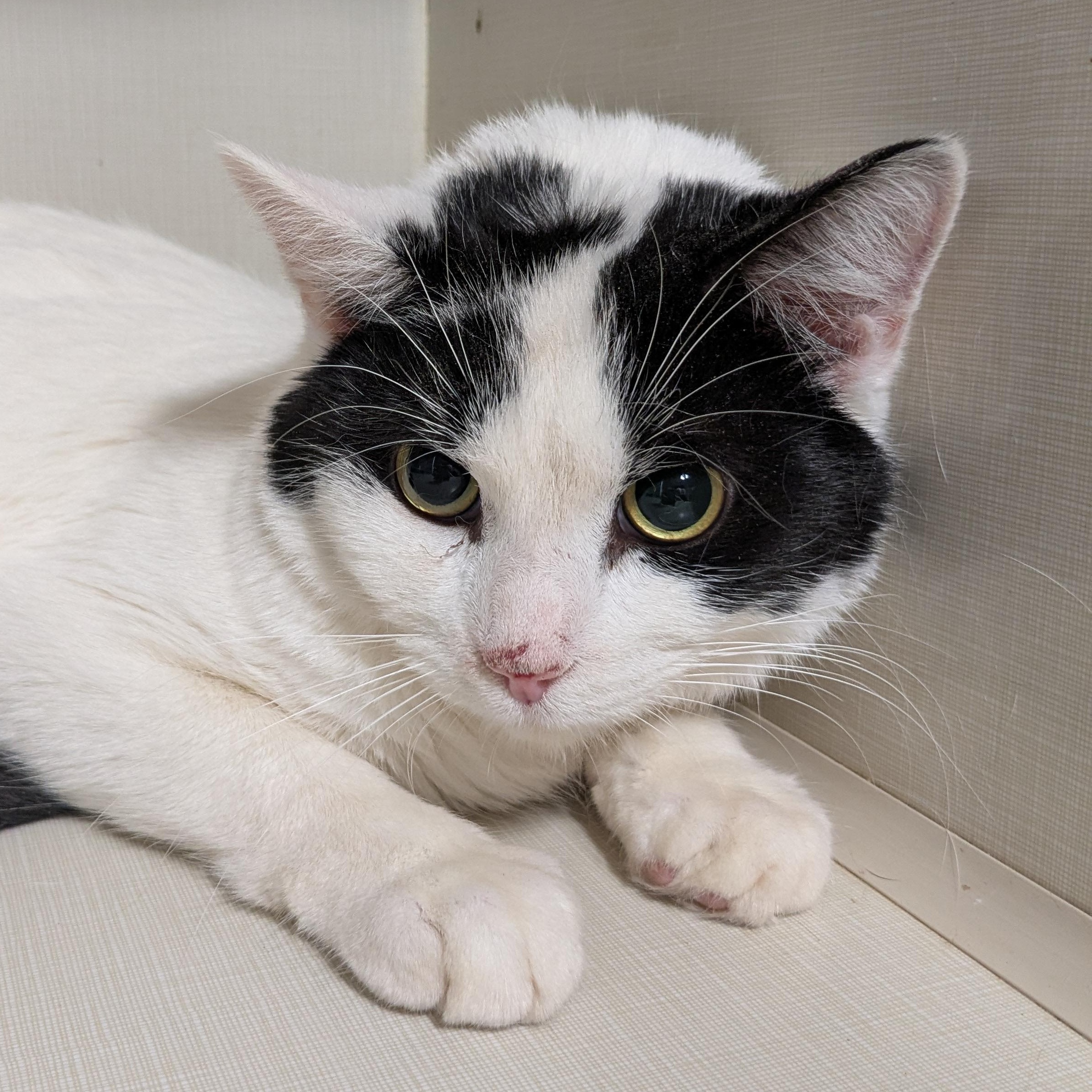 Enlarge Squall, an adopted Domestic Short Hair in Shippenville, PA image 3/5