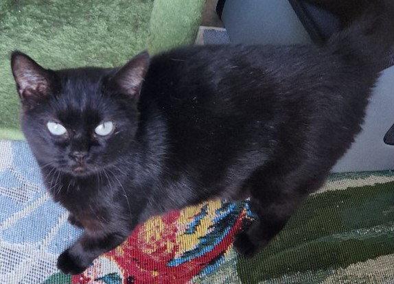 Nyx, Adoptable, Adult Female Domestic Short Hair.