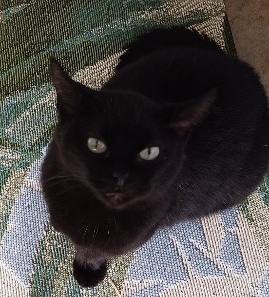 Enlarge Nyx, a Adoptable Domestic Short Hair in Greenville, IL image 2/2