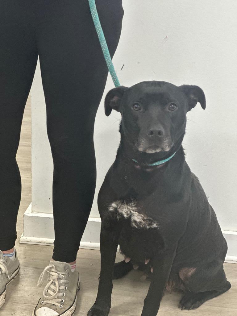 Enlarge Miami Heat, a Adoptable mixed breed in Cambridge, MD image 1/1