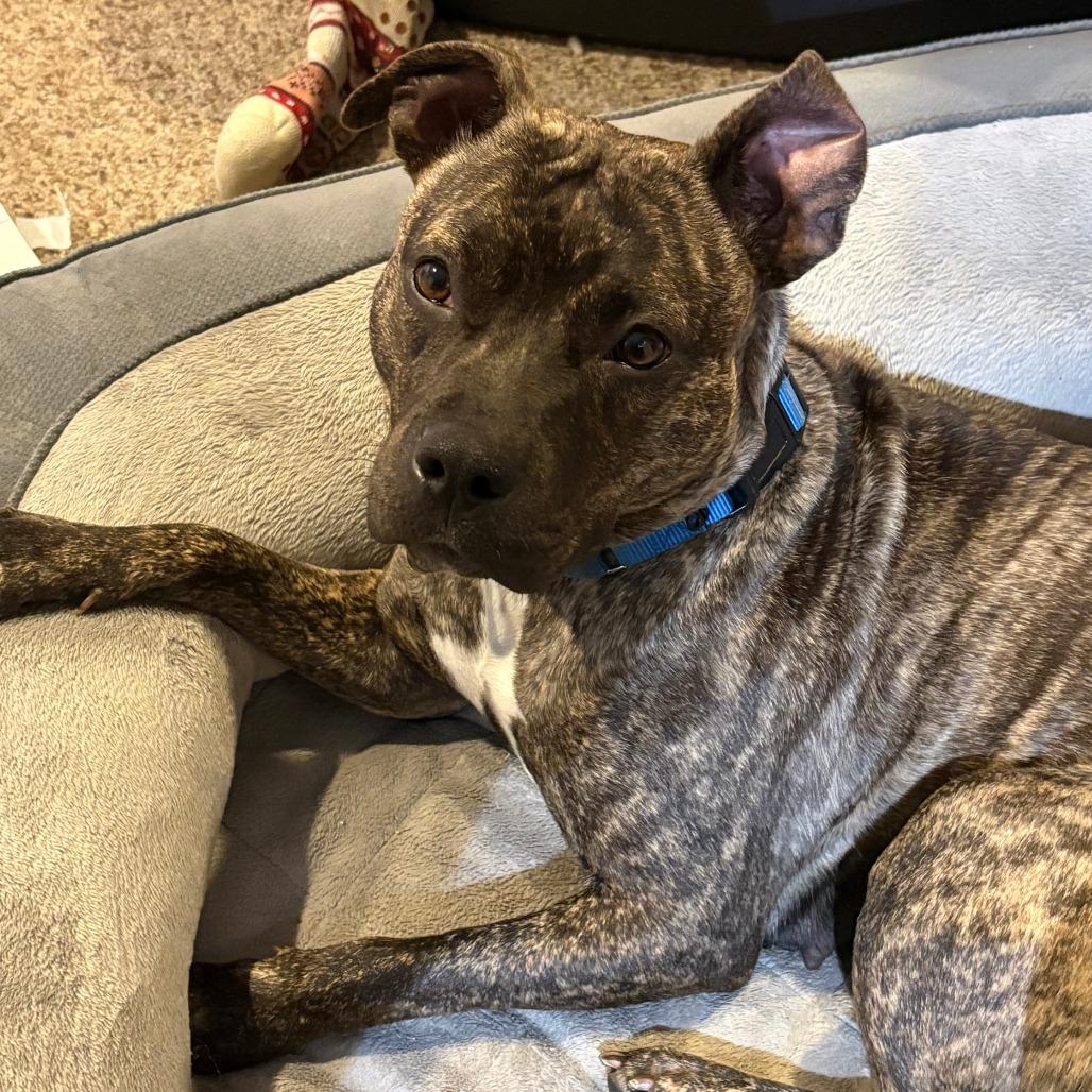 Poppy, Adoptable, Adult Female Mixed Breed.