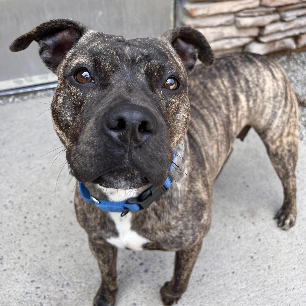Enlarge Poppy, a Adoptable Mixed Breed in Fairport, NY image 2/6
