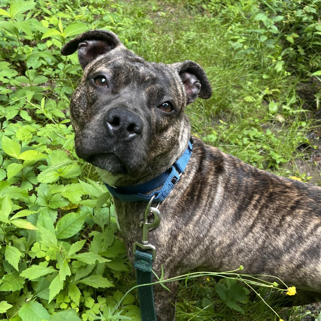 Enlarge Poppy, a Adoptable Mixed Breed in Fairport, NY image 3/6