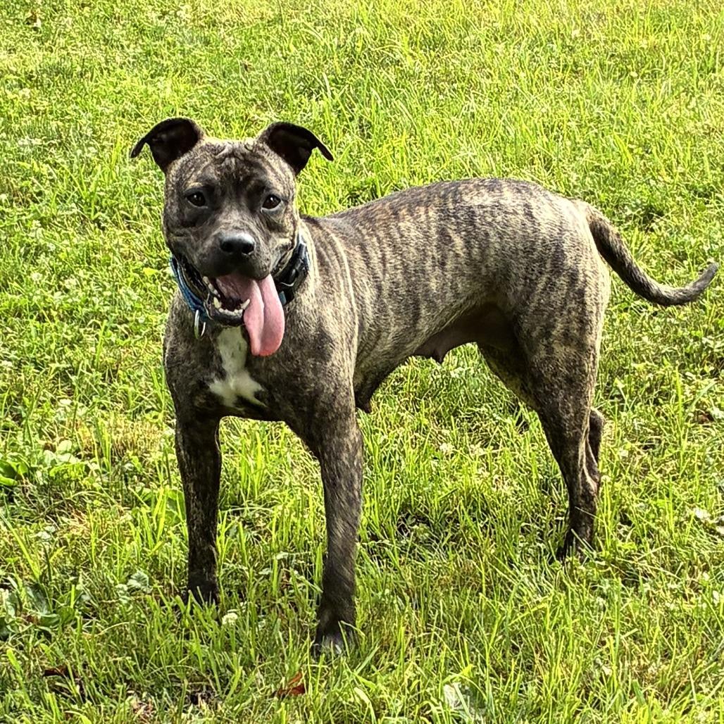 Enlarge Poppy, a Adoptable Mixed Breed in Fairport, NY image 4/6