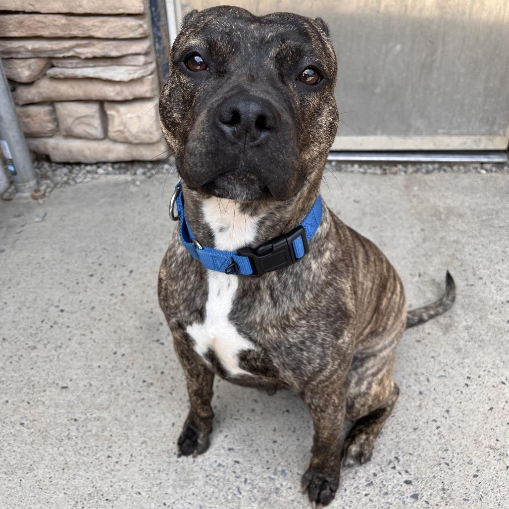 Enlarge Poppy, a Adoptable Mixed Breed in Fairport, NY image 5/6