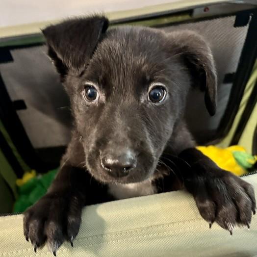 Pikachu, adopted, Young Female Mixed Breed.