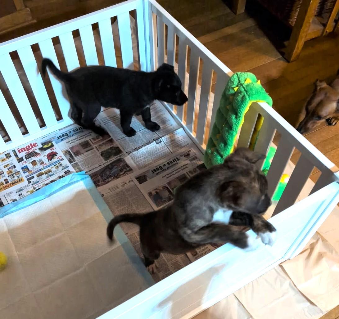 Enlarge Pikachu, an adopted mixed breed in Sylva, NC image 3/3