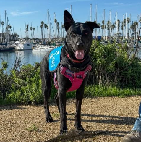 LAYLA, Adoptable, Adult Female Belgian Shepherd / Malinois.