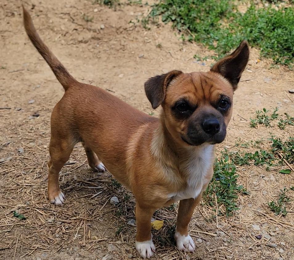 Paco, ADOPTABLE, Puppy Male Pug.