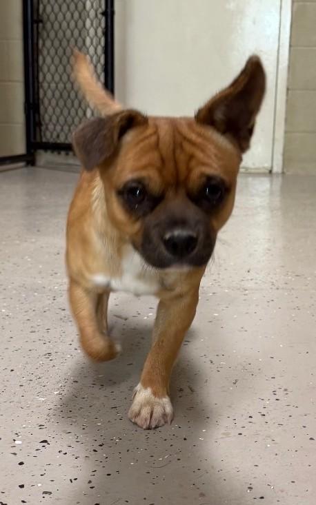 Enlarge Paco, a ADOPTABLE Pug in Mount Sterling, KY image 2/4