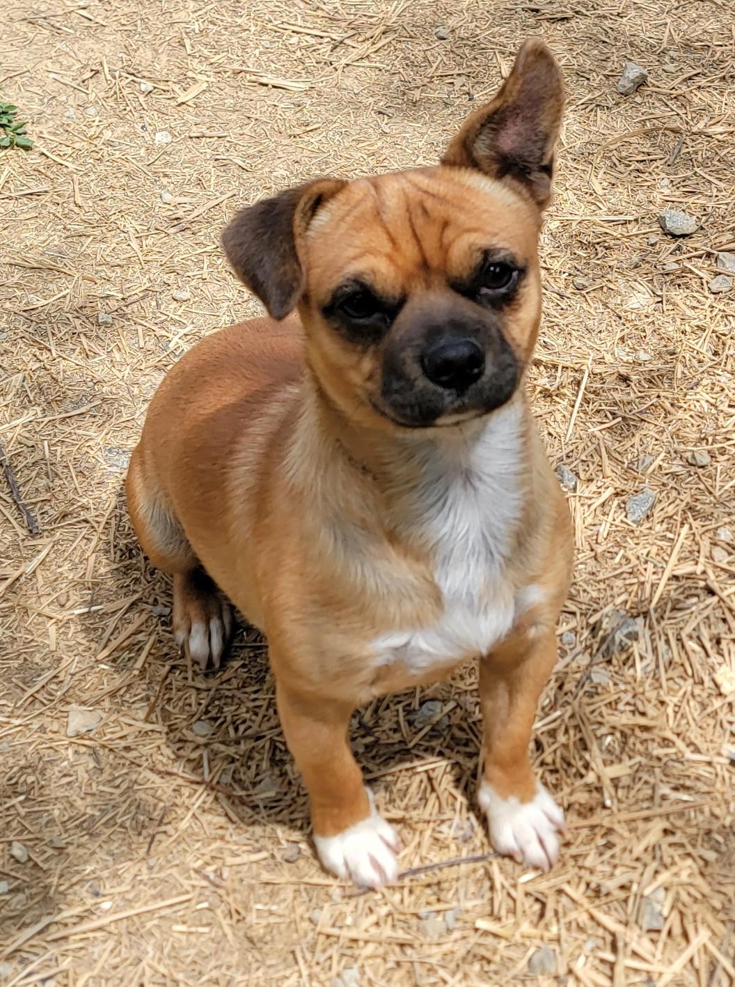 Enlarge Paco, a ADOPTABLE Pug in Mount Sterling, KY image 4/4