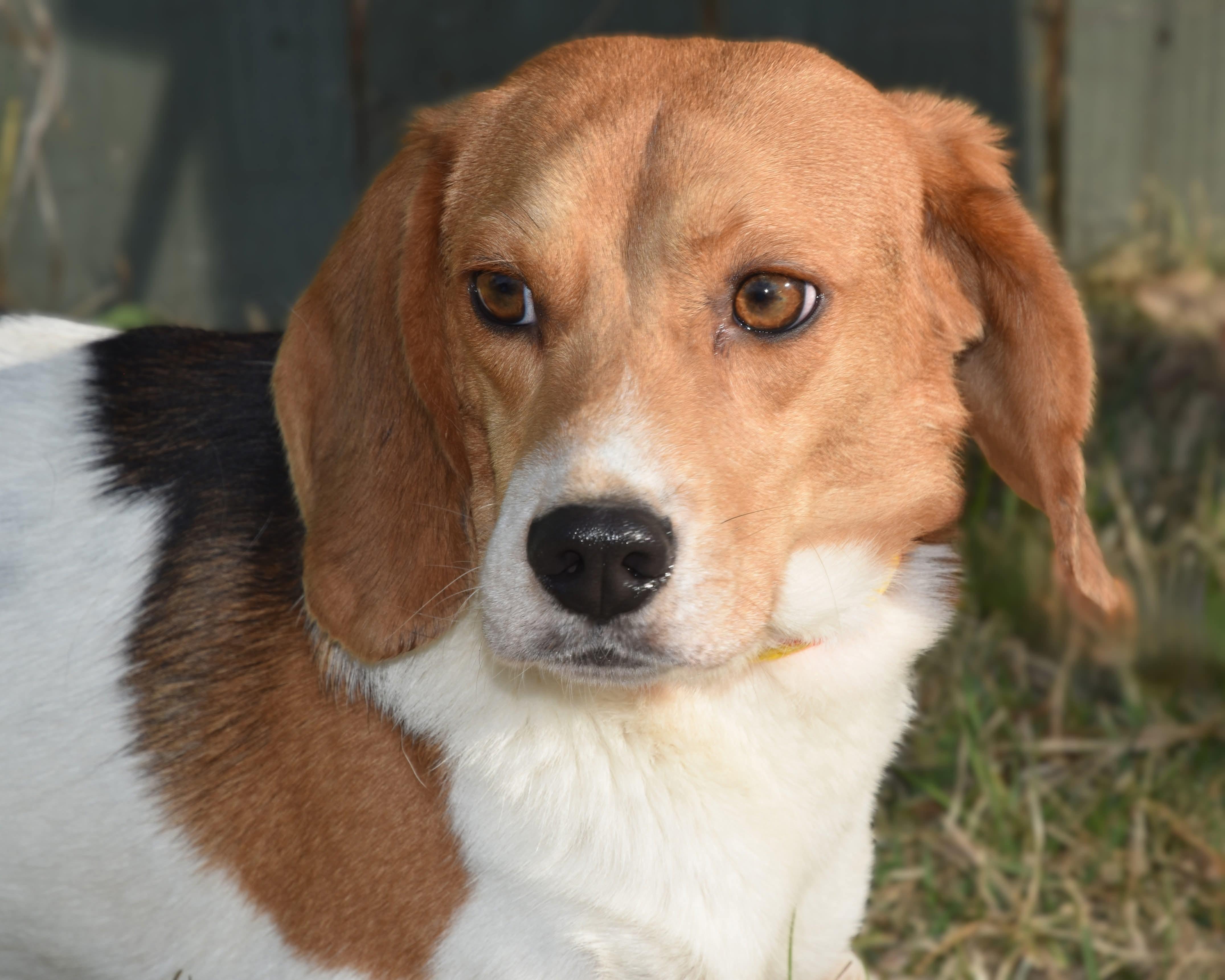 Enlarge Bugle Boy. (Always ready for some FUN!!), a Adoptable mixed breed in South Amboy, NJ image 4/5