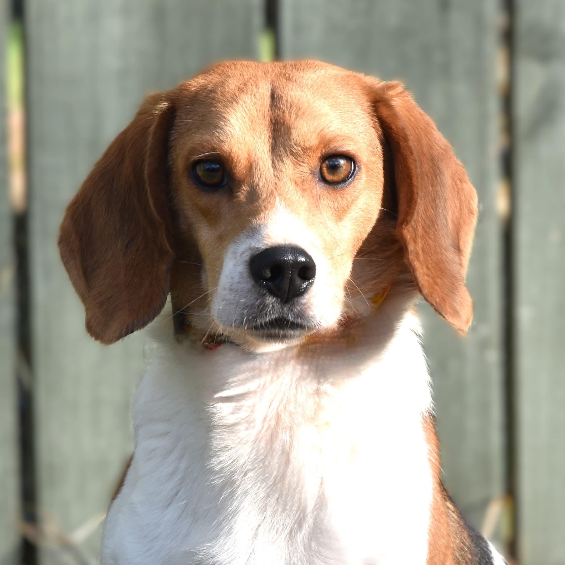 Enlarge Bugle Boy. (Always ready for some FUN!!), a Adoptable mixed breed in South Amboy, NJ image 1/5