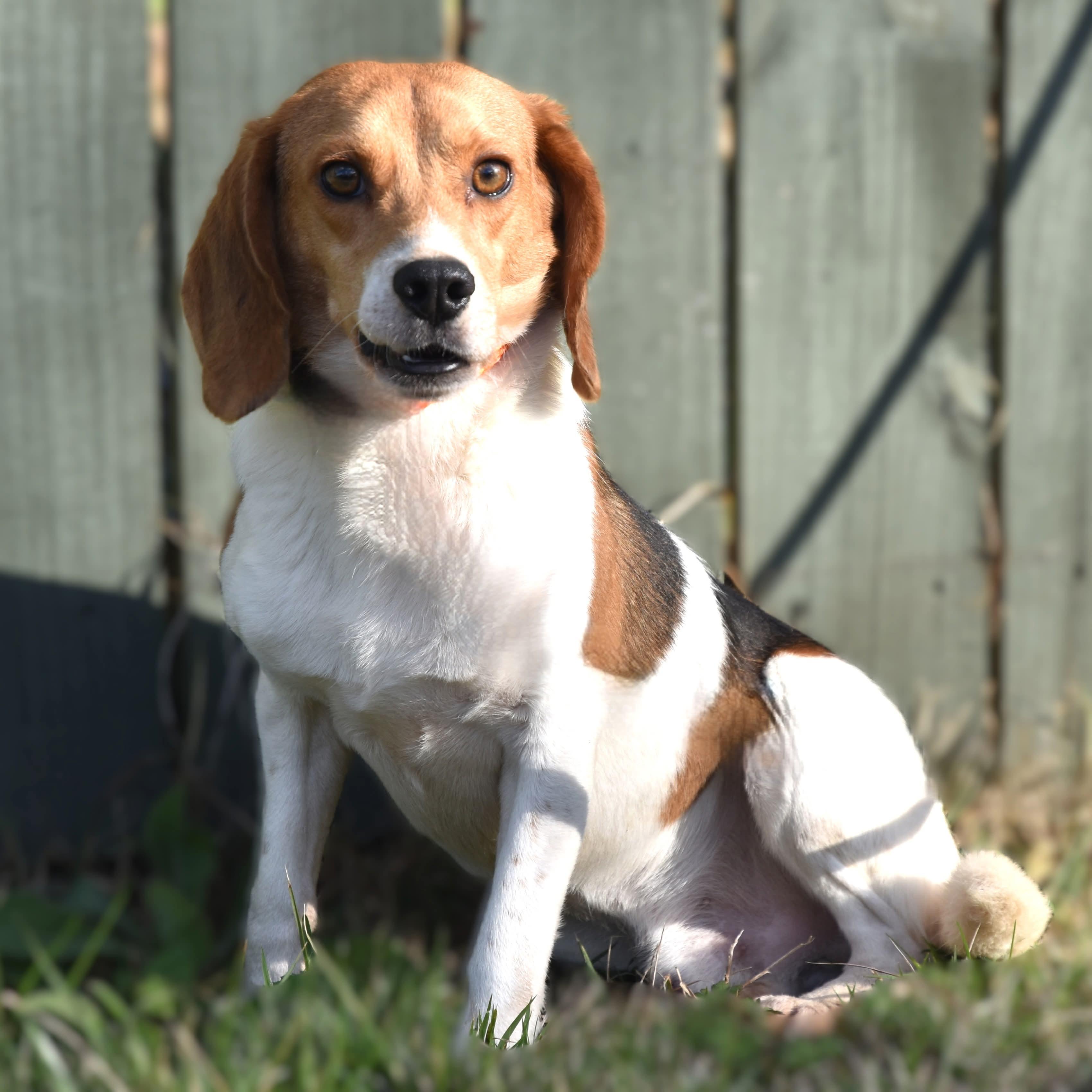 Enlarge Bugle Boy. (Always ready for some FUN!!), a Adoptable mixed breed in South Amboy, NJ image 2/5