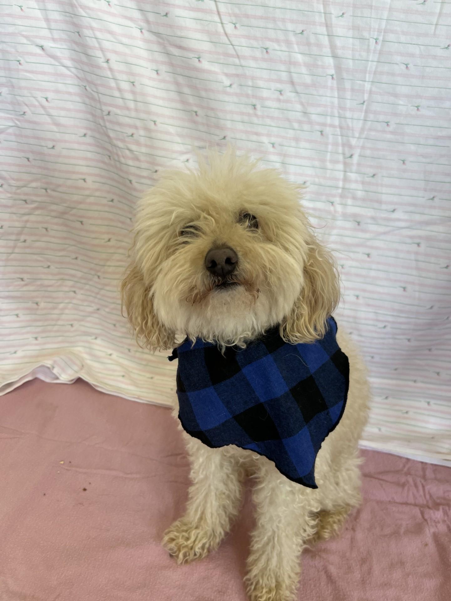 Enlarge Moxy, an adopted mixed breed in Upper Sandusky, OH image 1/3