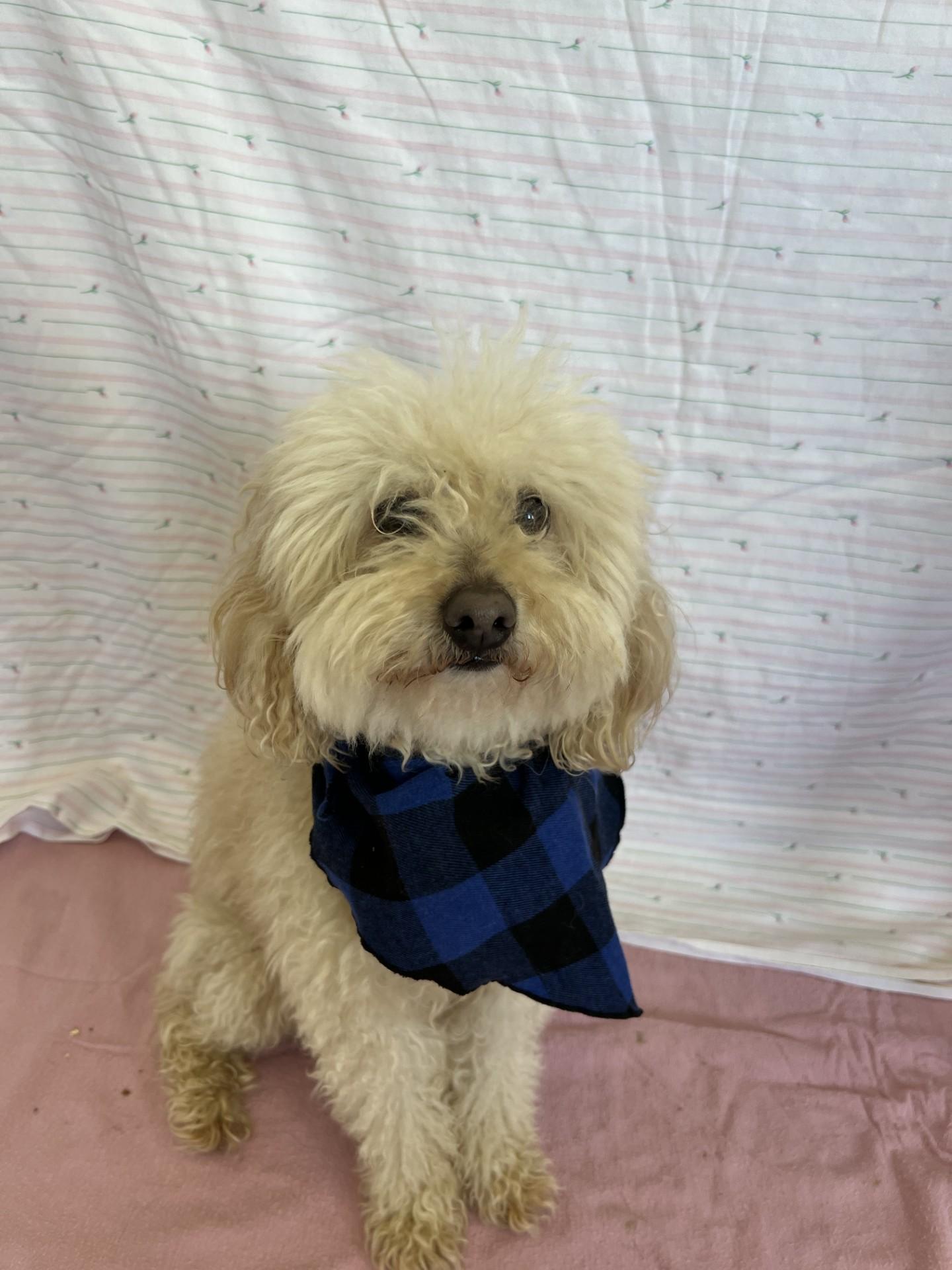 Enlarge Moxy, an adopted mixed breed in Upper Sandusky, OH image 2/3