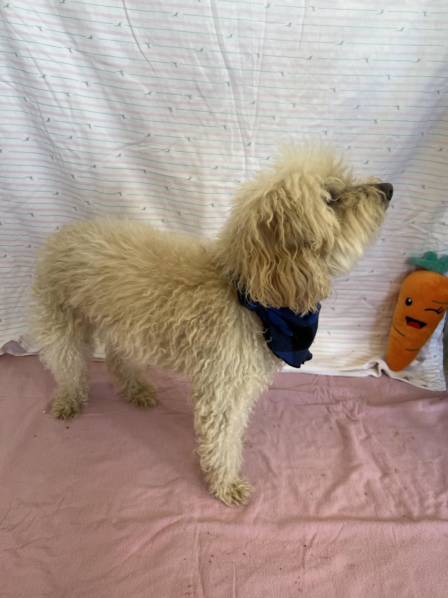 Enlarge Moxy, an adopted mixed breed in Upper Sandusky, OH image 3/3