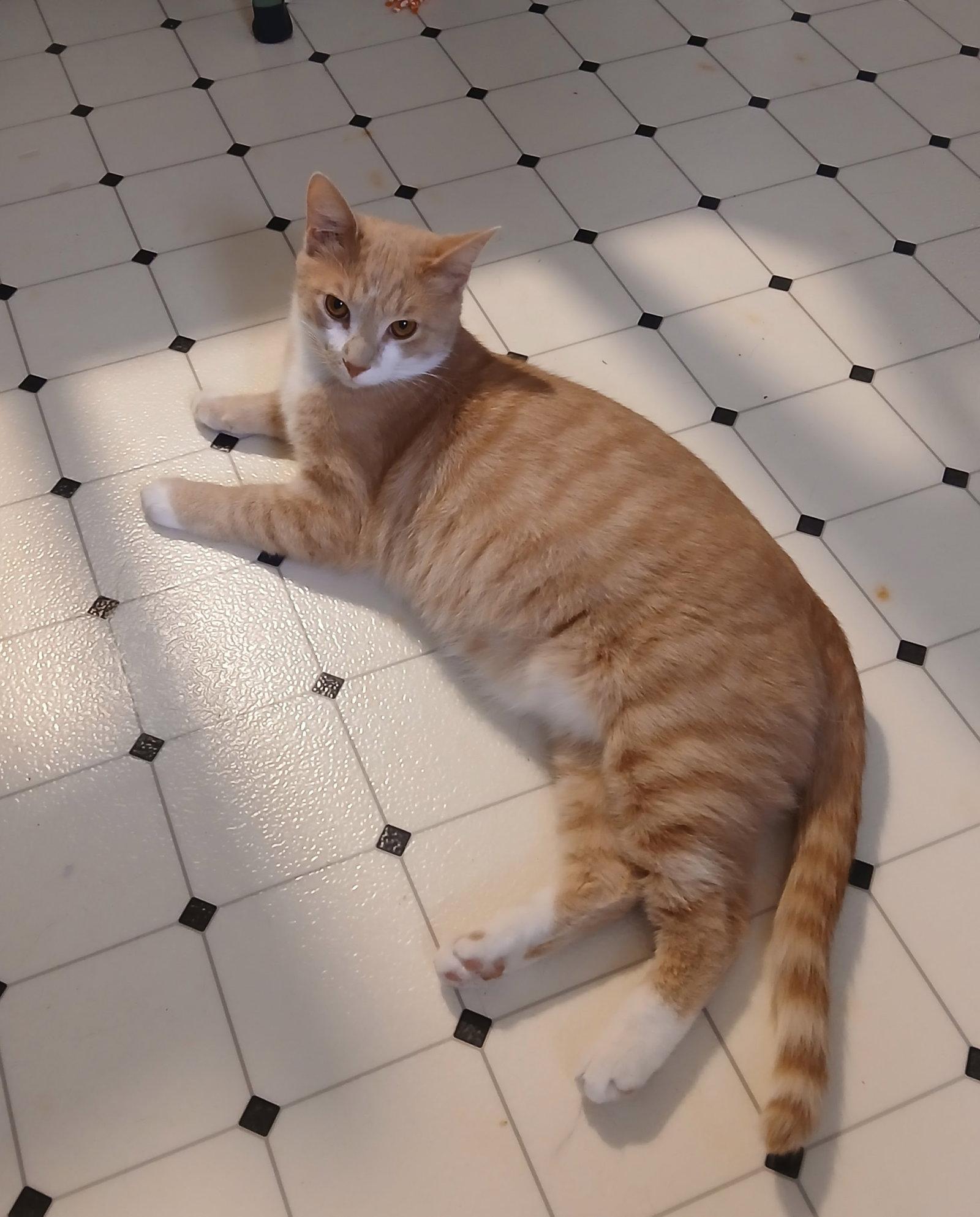 Jack, Adoptable, Young Male Domestic Short Hair.