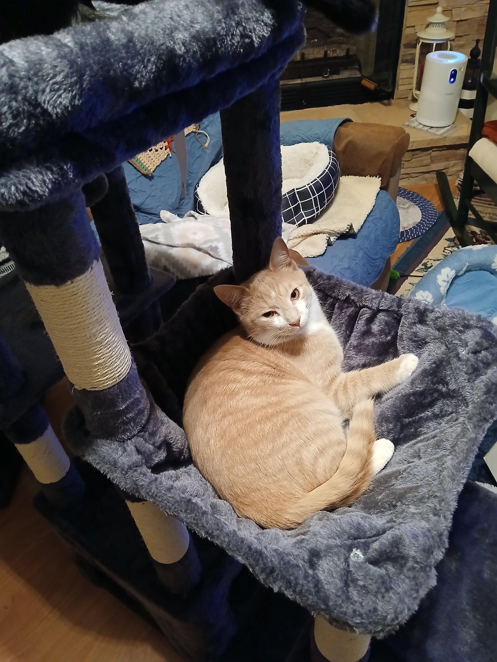 Jack, a Adoptable Domestic Short Hair in Pittsboro, NC image 2/2