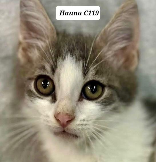 Enlarge Hanna, a Adoptable Domestic Medium Hair in Morganton, NC image 1/1