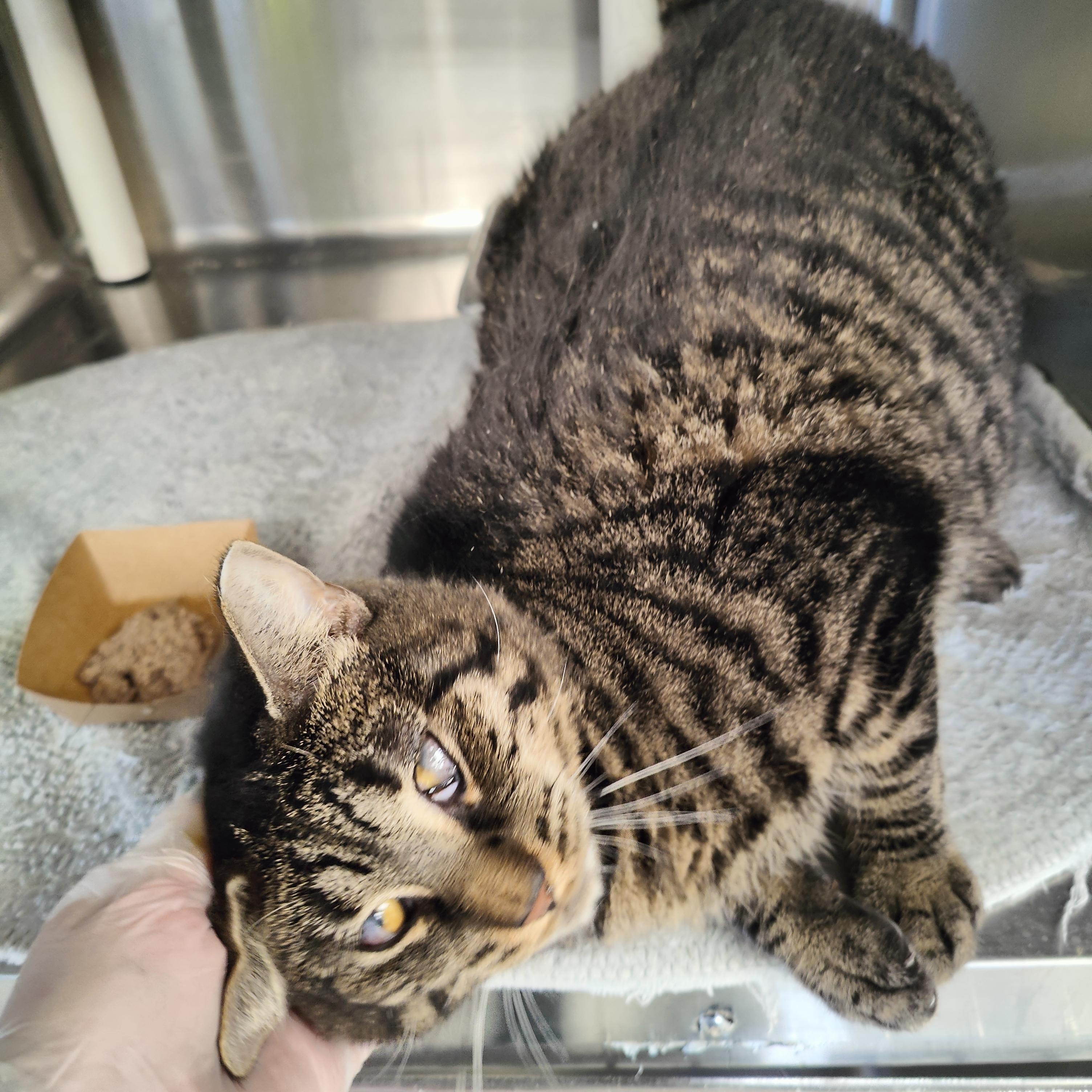 Enlarge Gus, a Adoptable Domestic Short Hair in Jersey city, NJ image 1/3