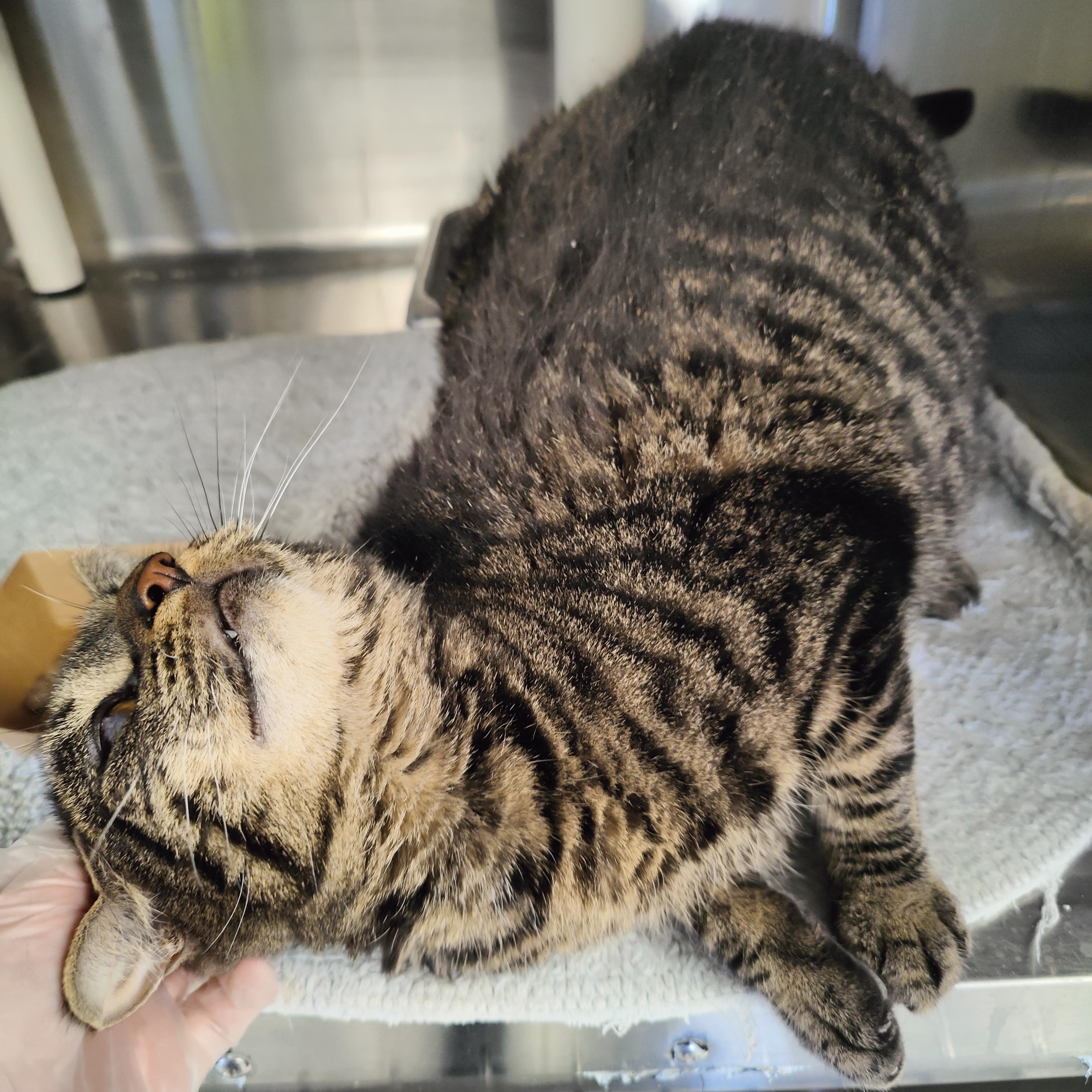 Enlarge Gus, a Adoptable Domestic Short Hair in Jersey city, NJ image 3/3