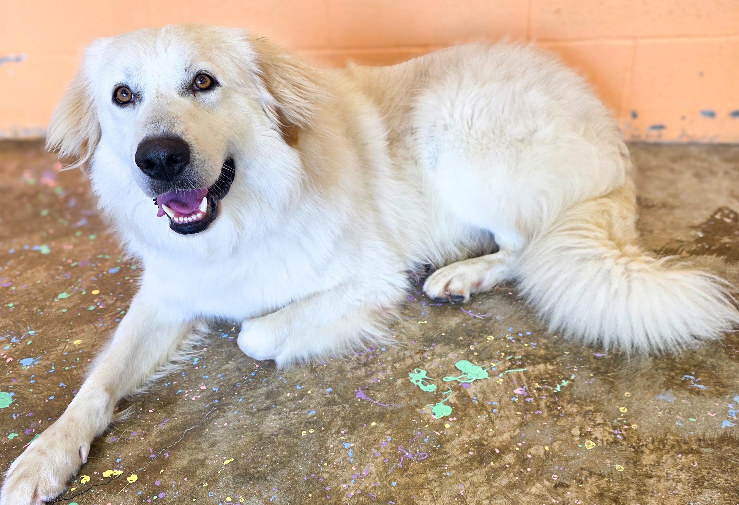 Shane, an adopted mixed breed in Cheyenne, WY image 2/5