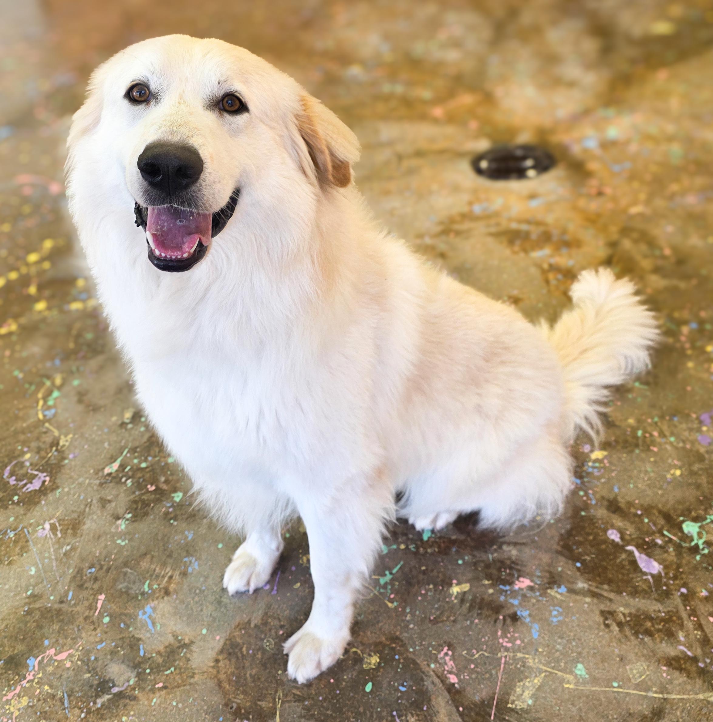 Shane, an adopted mixed breed in Cheyenne, WY image 4/5