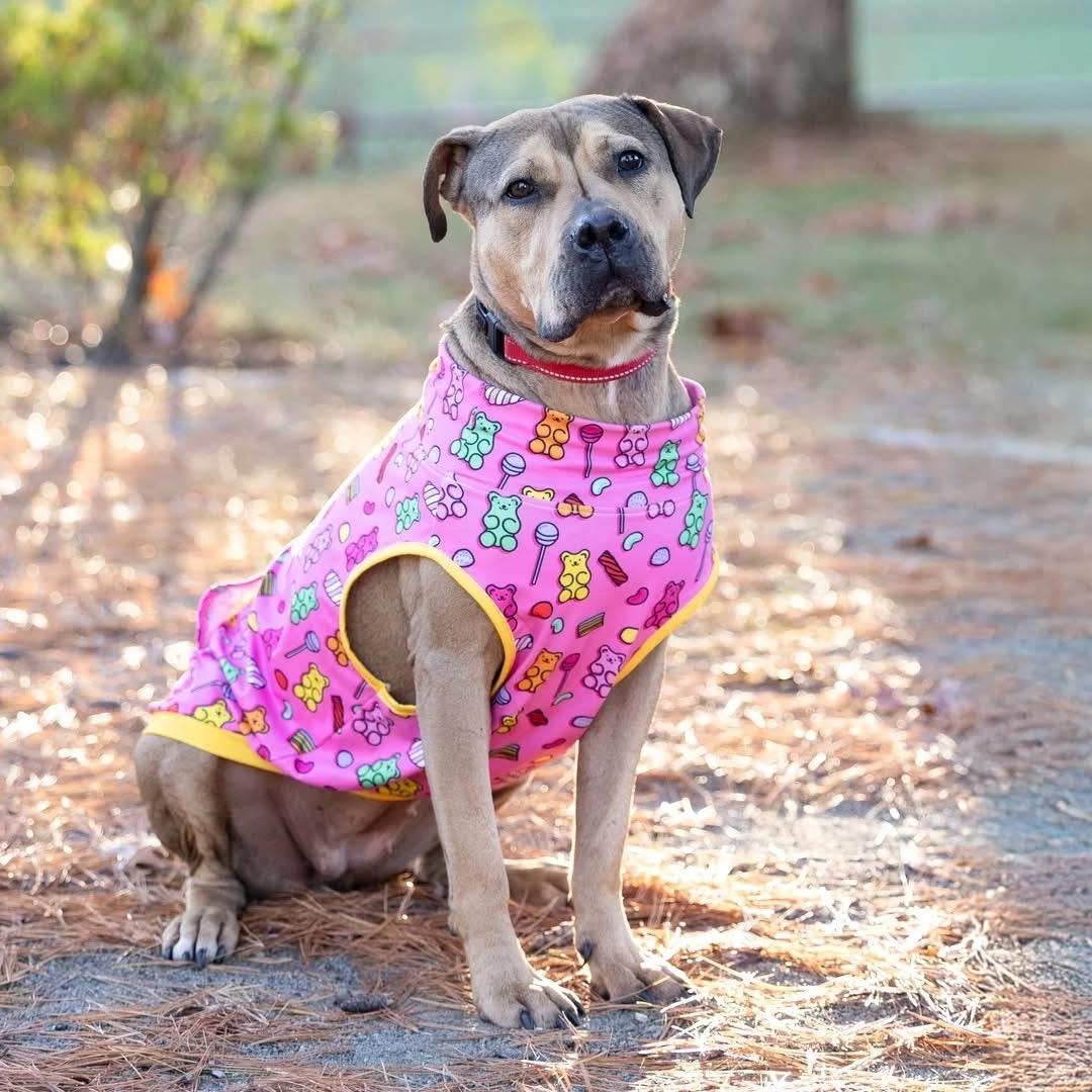 Sandy, a Adoptable Mixed Breed in Pembroke, MA image 1/4