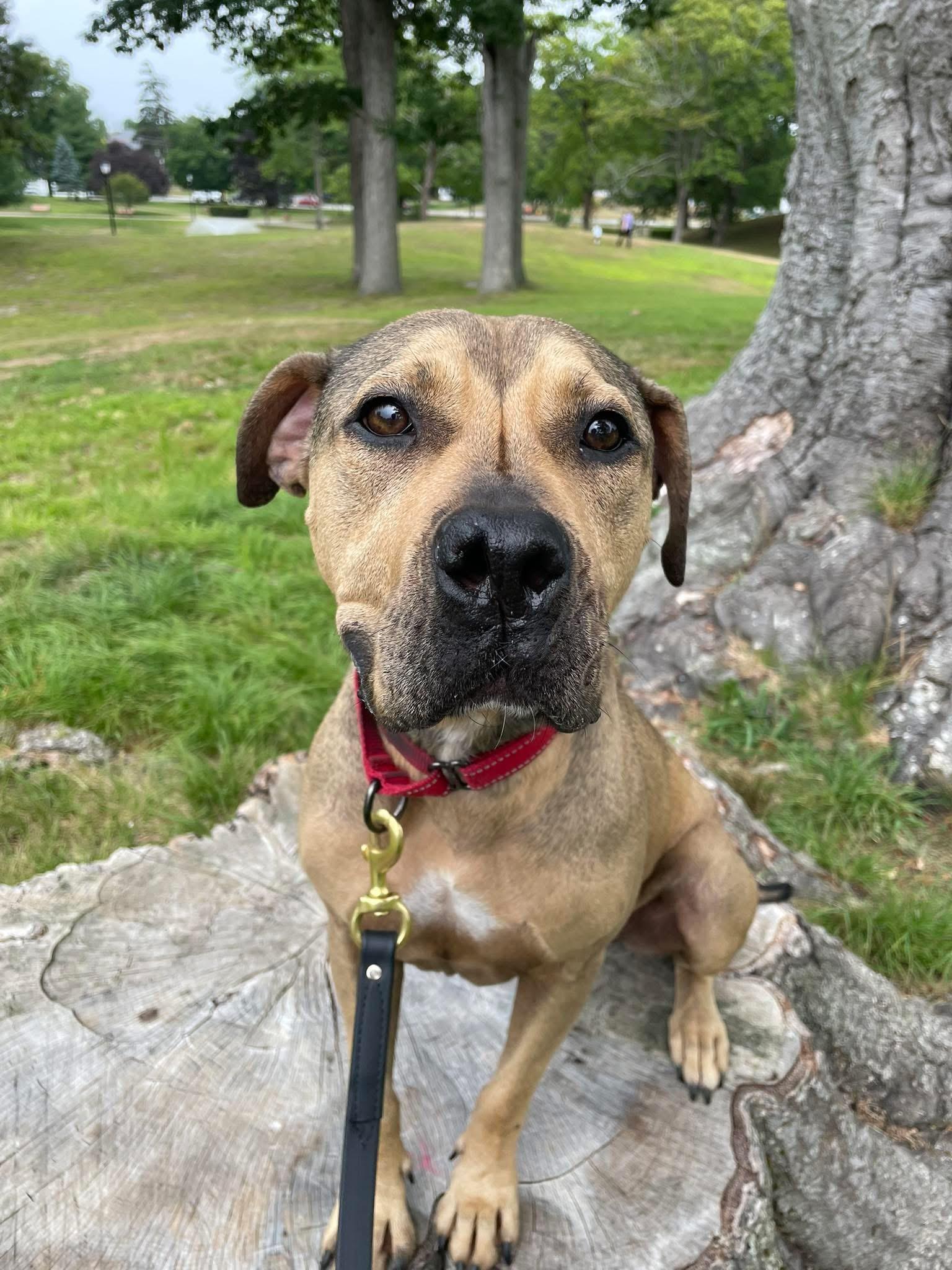 Sandy, a Adoptable Mixed Breed in Pembroke, MA image 2/4