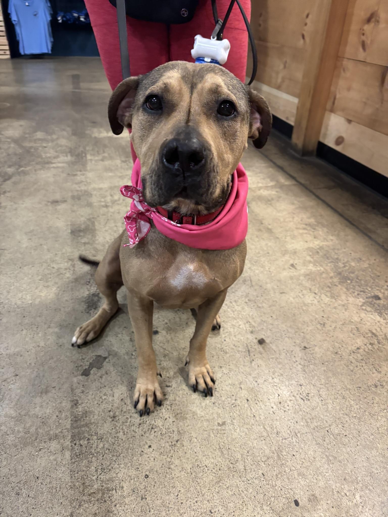 Sandy, a Adoptable Mixed Breed in Pembroke, MA image 4/4