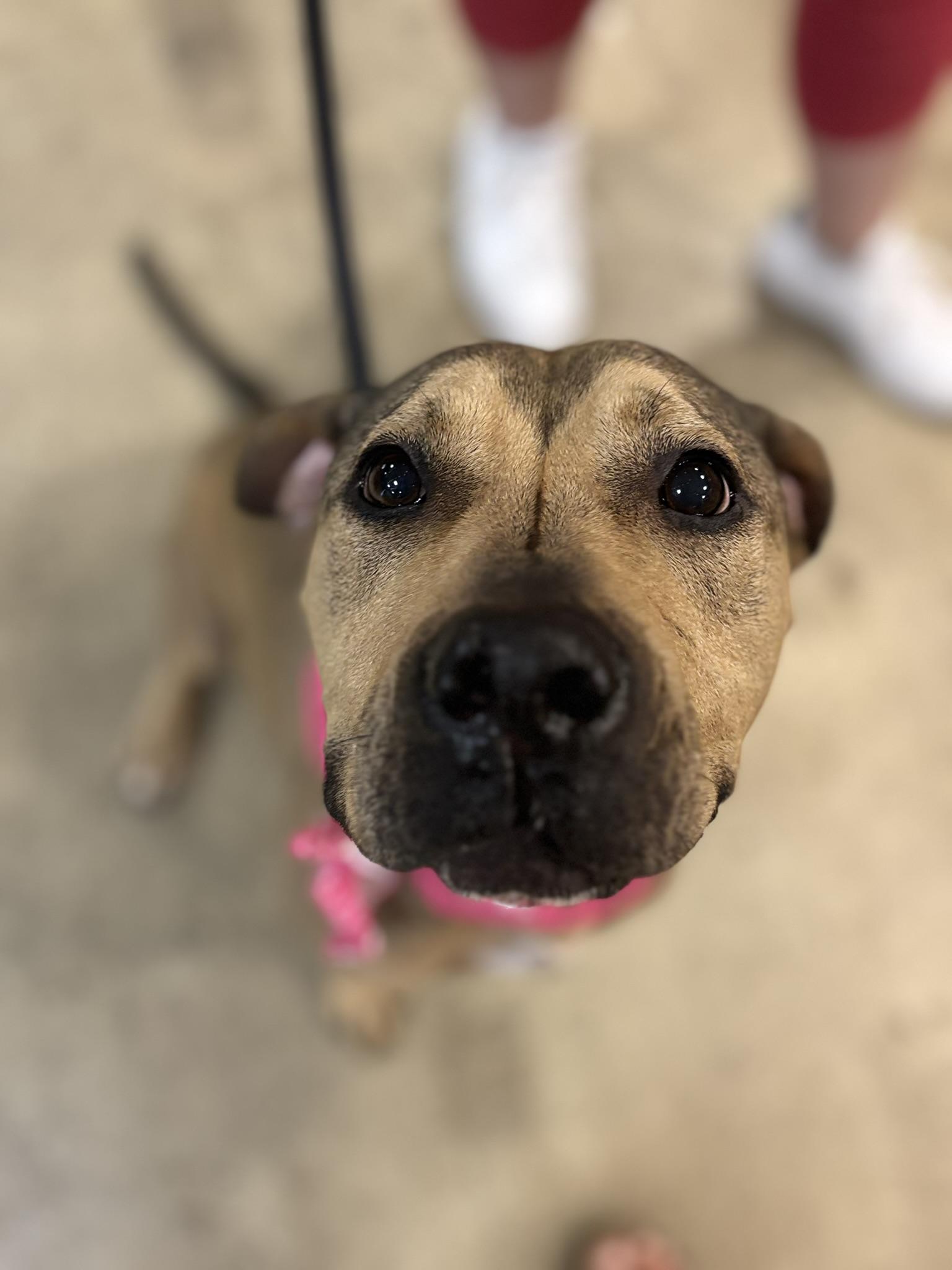 Sandy, a Adoptable Mixed Breed in Pembroke, MA image 3/4