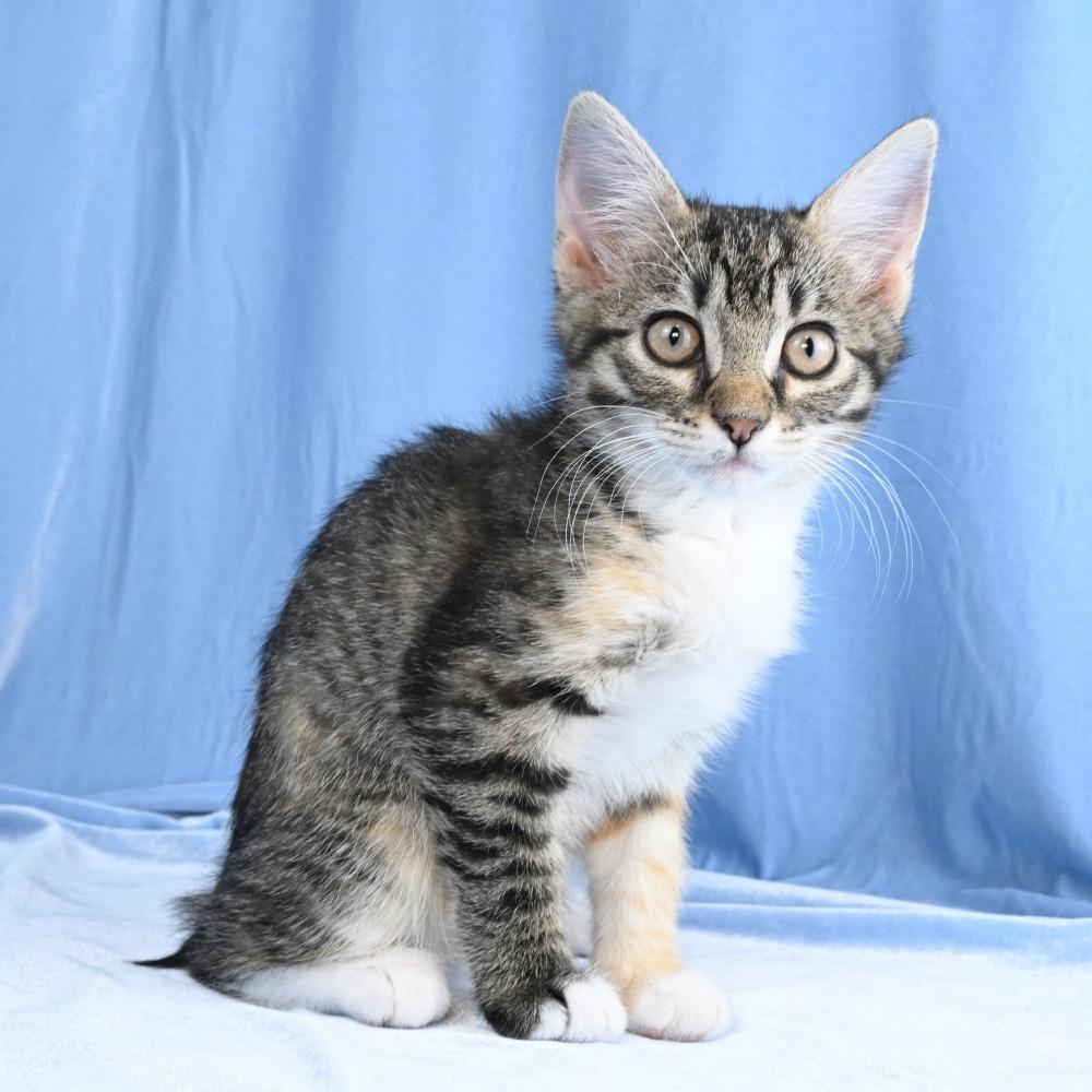 Cammie, Adoptable, Kitten Female Domestic Short Hair.