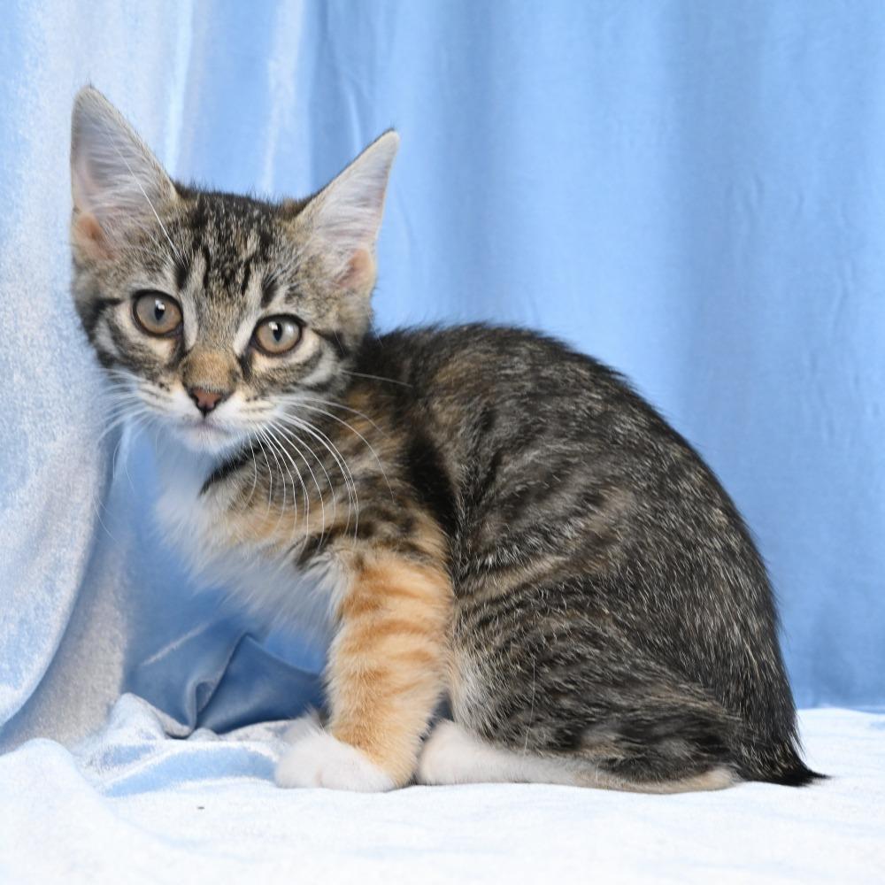Enlarge Cammie, a Adoptable Domestic Short Hair in Mobile, AL image 2/6