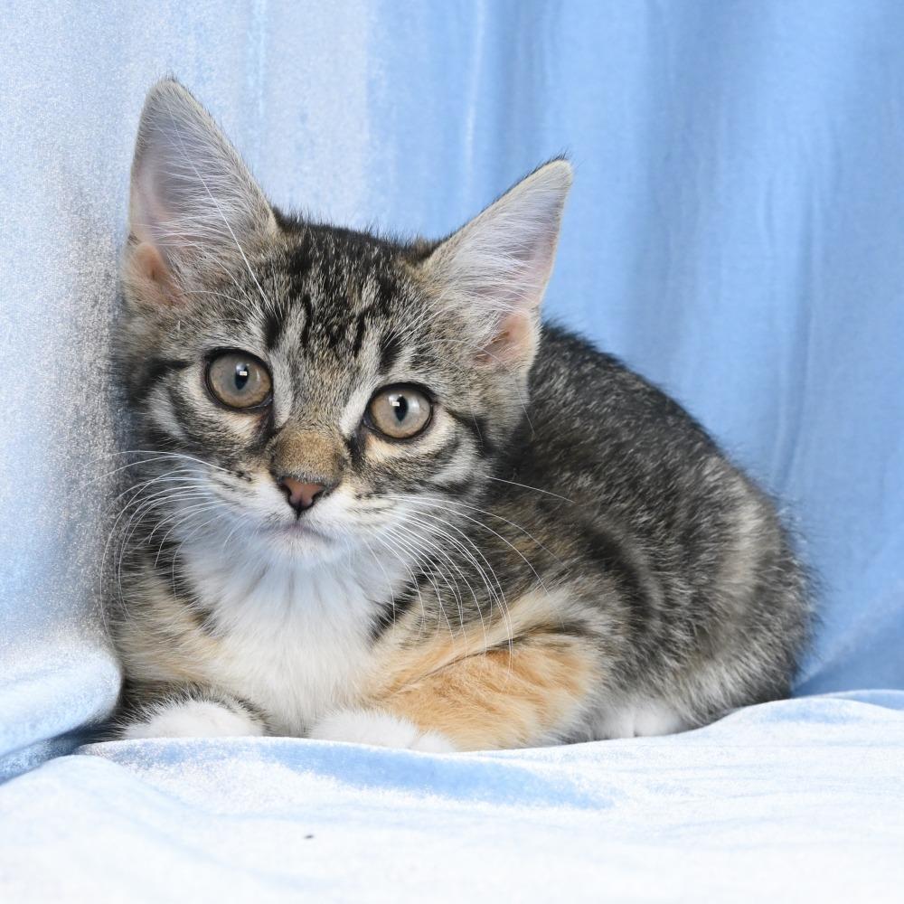 Enlarge Cammie, a Adoptable Domestic Short Hair in Mobile, AL image 3/6