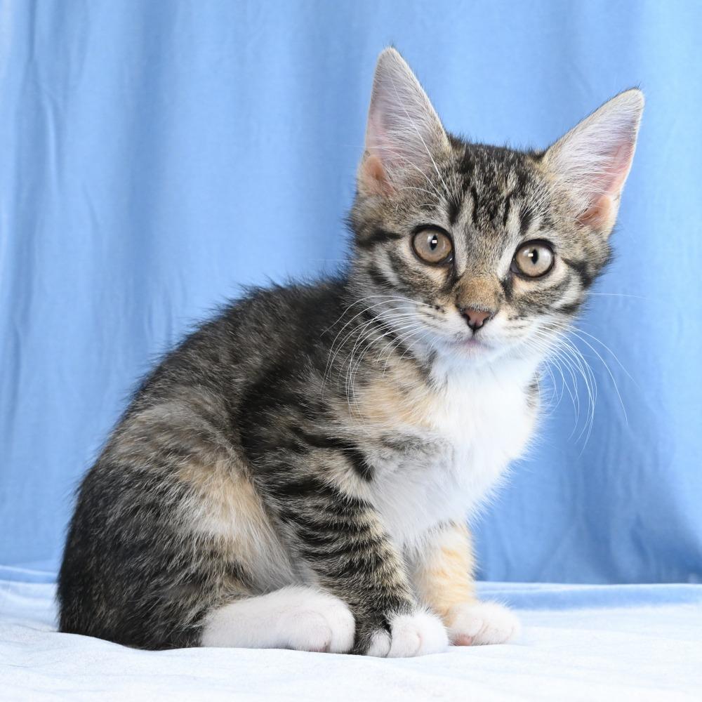 Enlarge Cammie, a Adoptable Domestic Short Hair in Mobile, AL image 4/6
