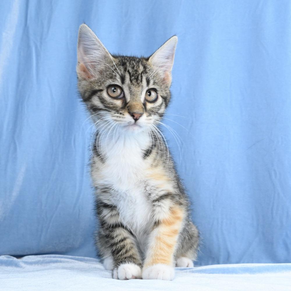 Enlarge Cammie, a Adoptable Domestic Short Hair in Mobile, AL image 5/6