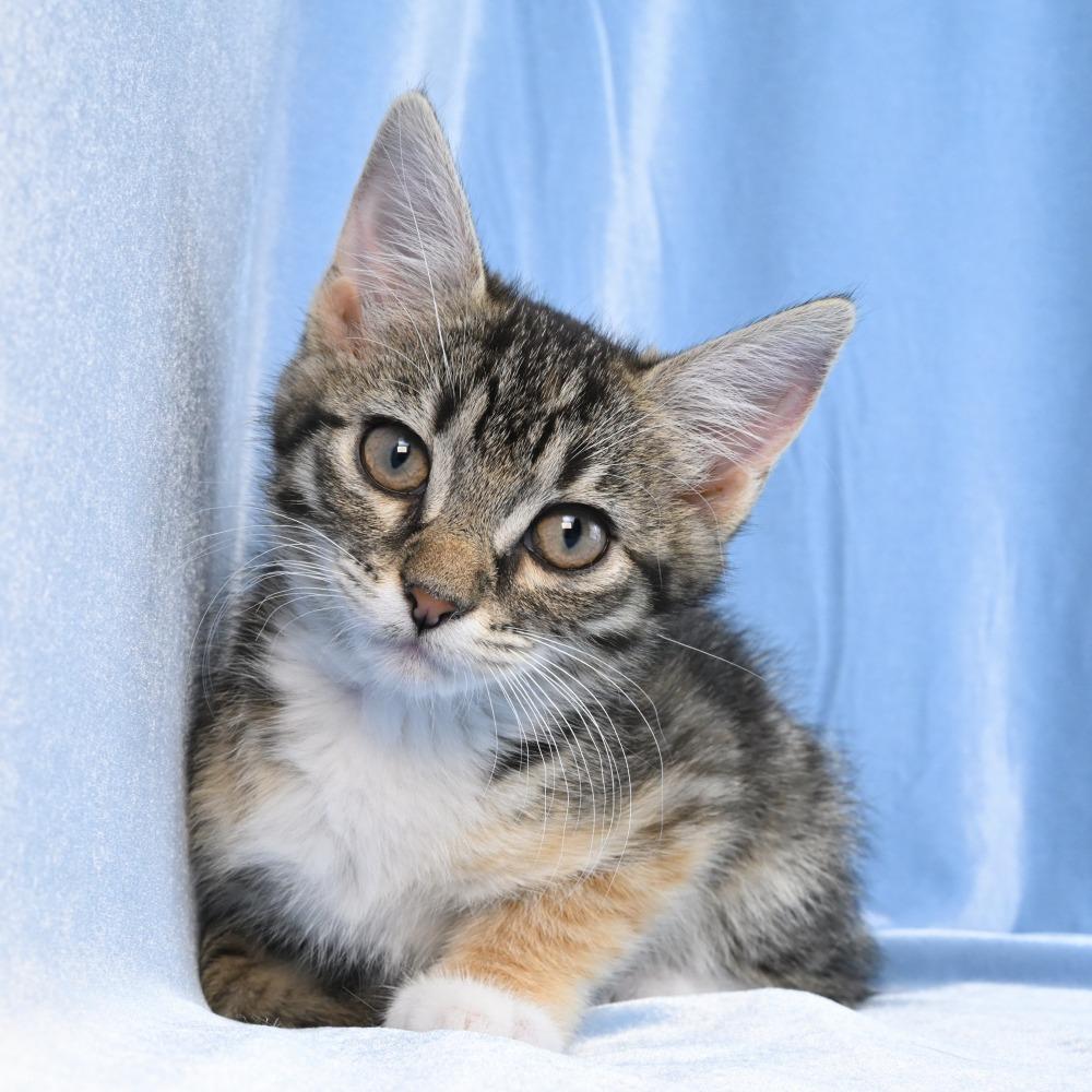 Enlarge Cammie, a Adoptable Domestic Short Hair in Mobile, AL image 6/6
