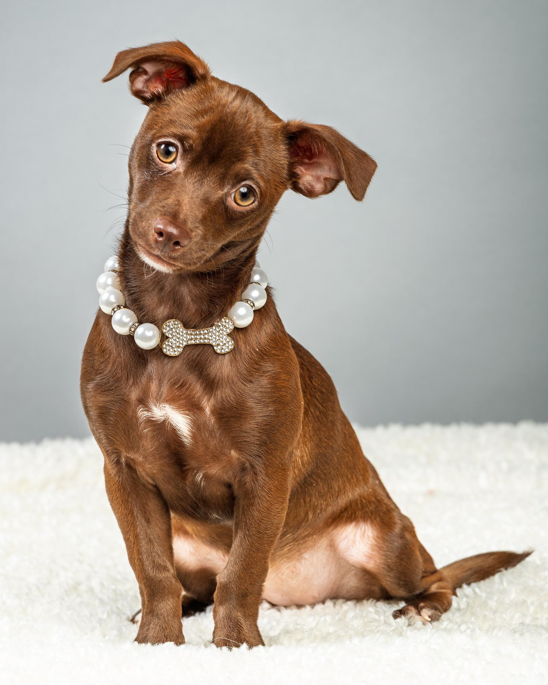 Avery and Emmie - Bonded Puppies, a ADOPTABLE Chihuahua in Plano, TX image 4/6