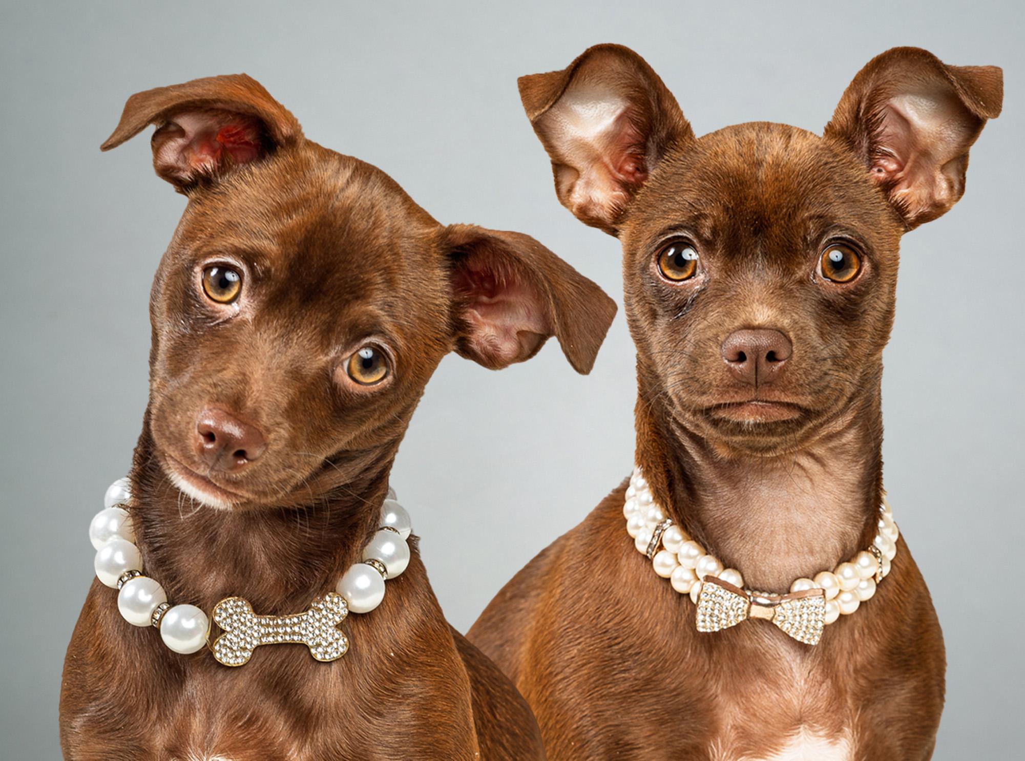 Avery and Emmie - Bonded Puppies, a ADOPTABLE Chihuahua in Plano, TX image 1/6
